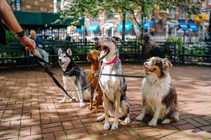 Die Sozialisierung von Hunden und ihre Bedeutung