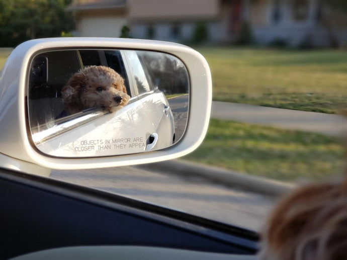 Der Tesla „Dog Mode“