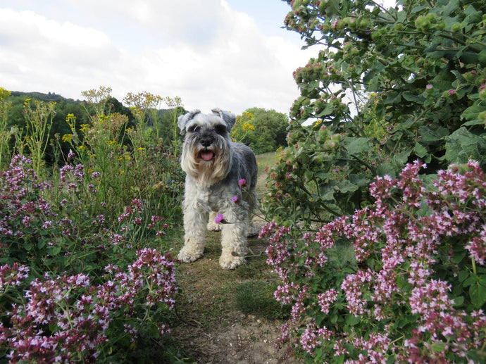 Giftige Pflanzen für deinen Hund